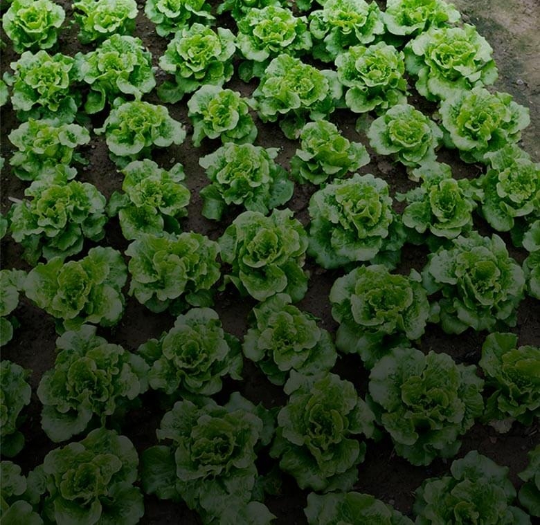 home_vegetables_trailerbox11