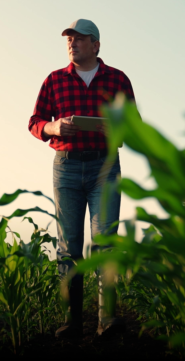 Farmer,With,Computer,Tablet,In,Green,Corn,Field.,Modern,Digital