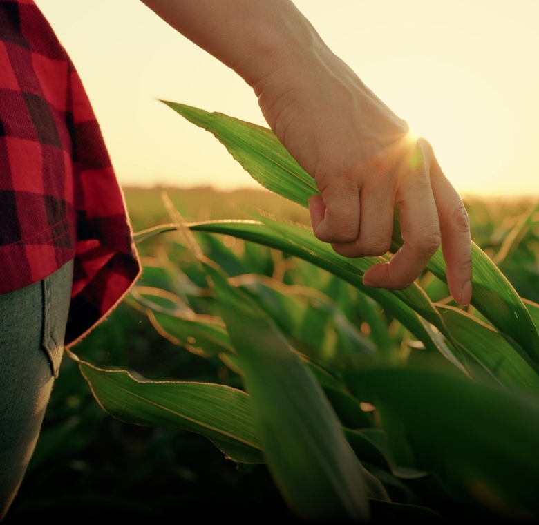 Female,Farmer,Hand,Touches,Corn,Field,While,Inspecting,Crop.,Farmer